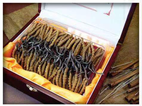 黎安镇冬虫夏草回收